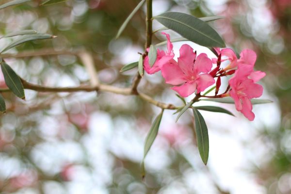 Cost of Oleander Removal in Costa Mesa