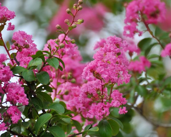 Cost of Crepe Myrtle Removal in Costa Mesa