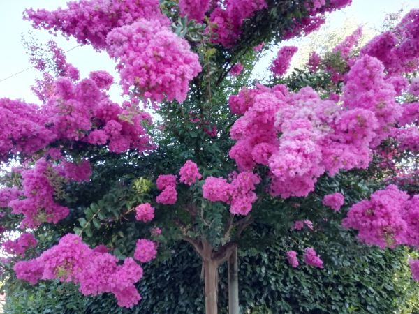 Cost of Crape Myrtle Pruning in Costa Mesa