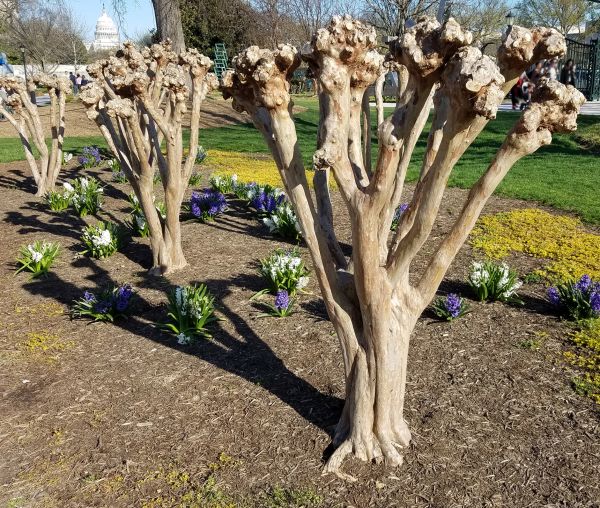 Cost of Myrtle Tree Removal in Costa Mesa