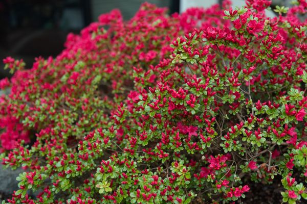 Cost of Weigela Removal Service in Costa Mesa