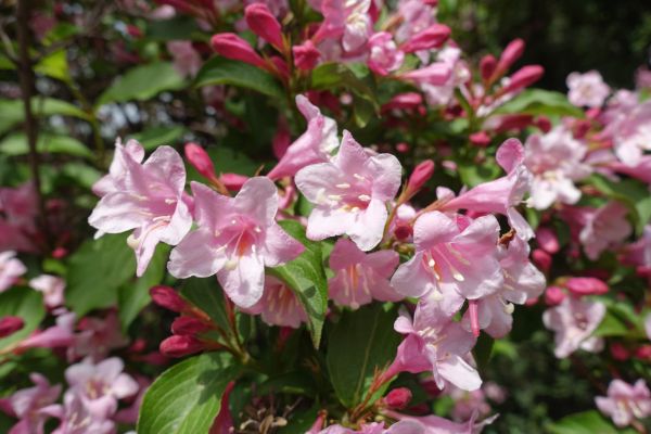 Cost of Weigela Pruning Service in Costa Mesa