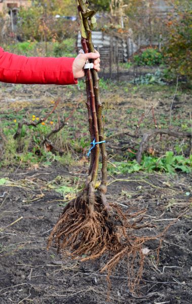 Cost of Shrub Root Removal in Costa Mesa