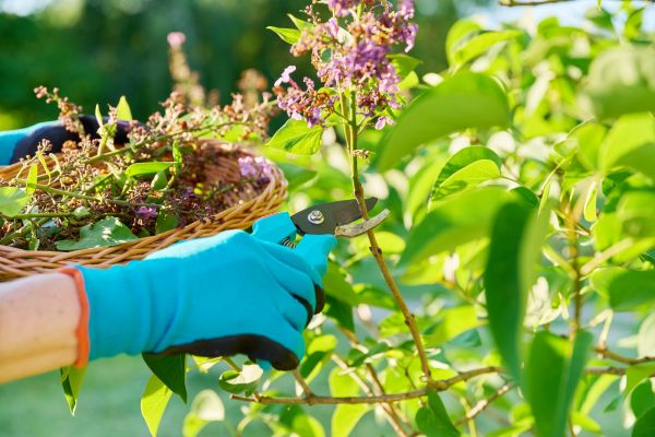 Cost of Lilac Trimming Service in Costa Mesa