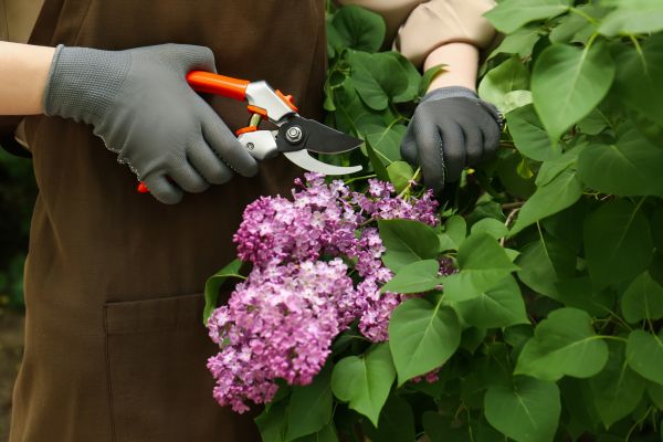 Cost of Lilac Pruning Service in Costa Mesa