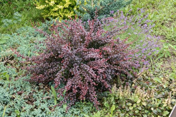 Cost of Japanese Barberry Removal in Costa Mesa