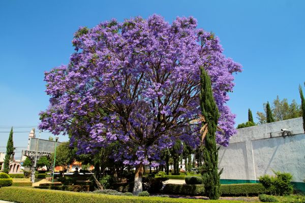 Cost of Jacaranda Pruning in Costa Mesa