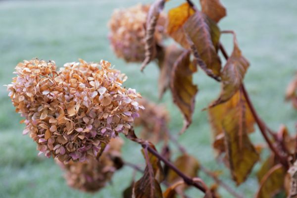 Cost of Hydrangea Removal in Costa Mesa