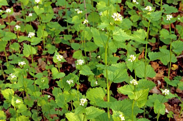 Cost of Garlic Mustard Removal in Costa Mesa