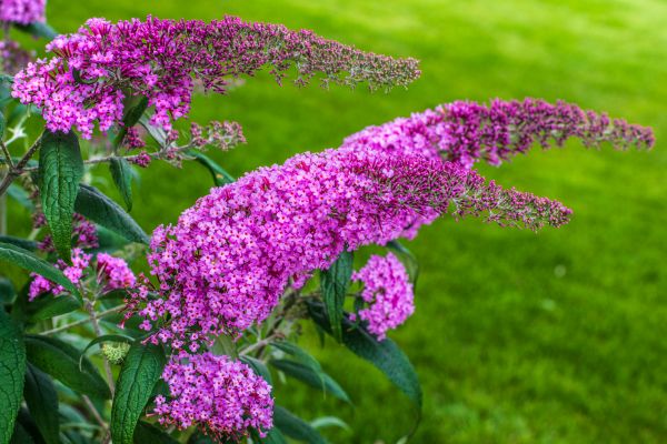 Cost of Butterfly Bush Removal in Costa Mesa