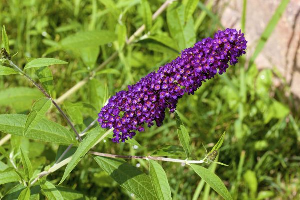Butterfly Bush Pruning in Costa Mesa