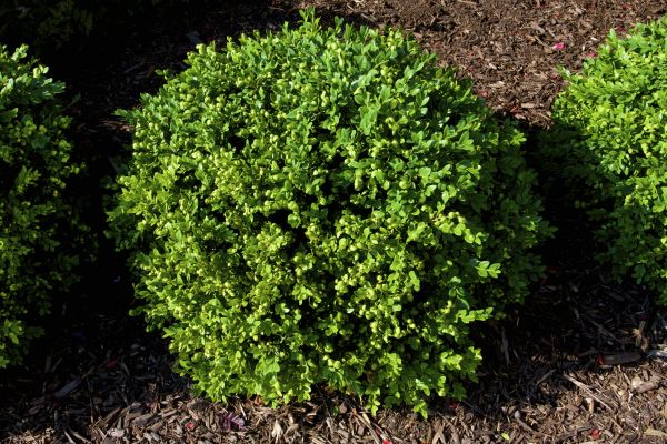 Cost of Boxwood Removal in Costa Mesa
