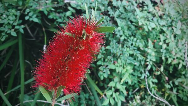 Cost of Bottlebrush Pruning in Costa Mesa