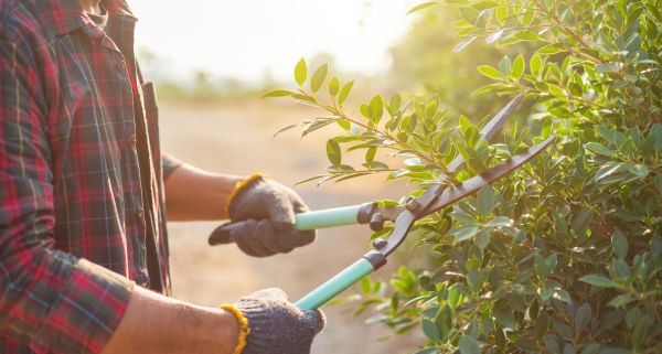 Cost of Shrub Pruning in Costa Mesa