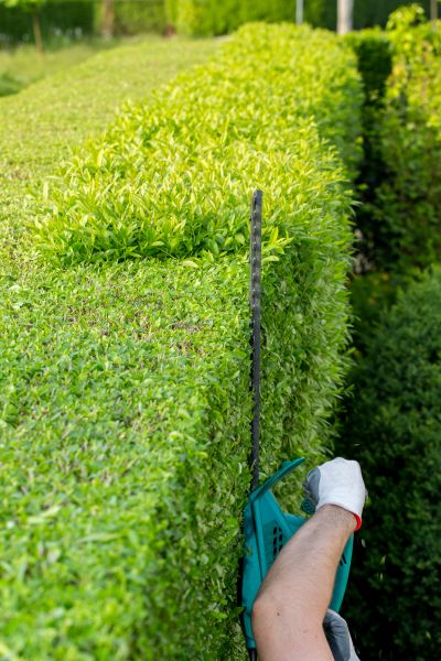 Hedge Trimming in Costa Mesa
